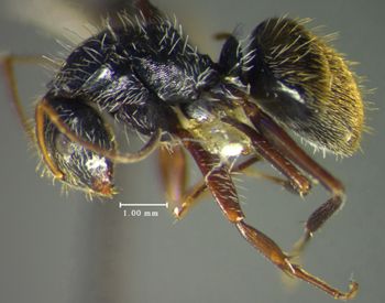 Media type: image; Entomology 22419   Aspect: habitus lateral view